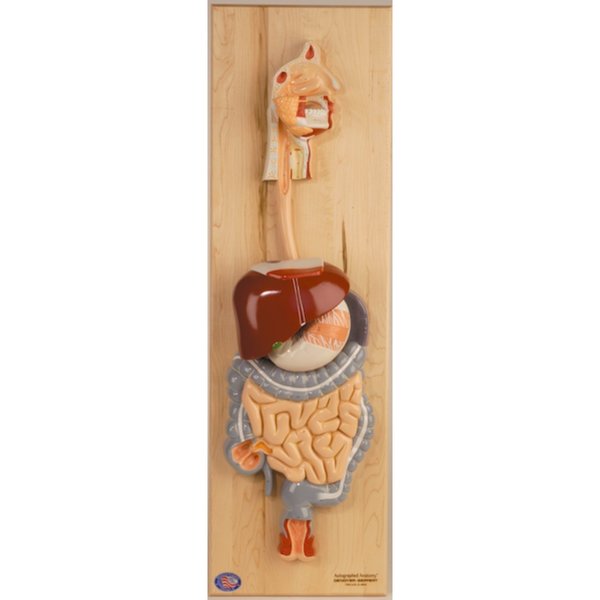 Denoyer-Geppert Anatomical Model, Digestive System Model 0143-00